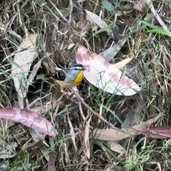 Spotted pardalote: one of Oz's smallest birds. Nest burrow in road bank.