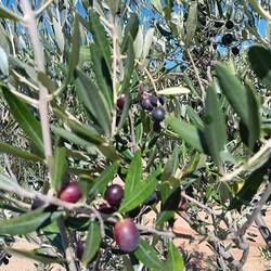 Olives where we stopped to picnic