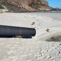 Puppies love the beaches here