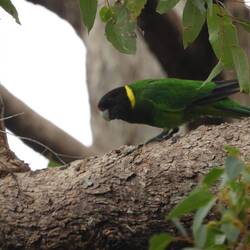 Ring neck parrot