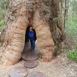 These trees are often hollow - can walk through this one