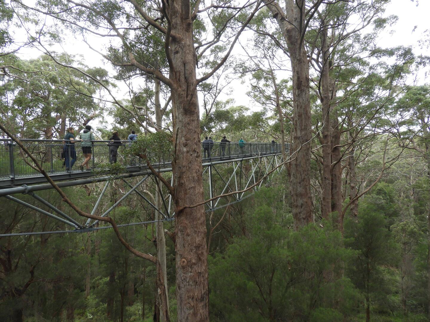 Walkway into the canopy