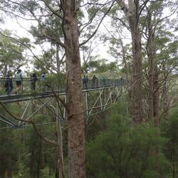 Walkway into the canopy