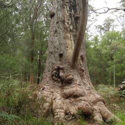 The grandma tree ( can you see the face? )