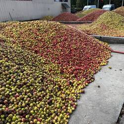 Apples! Used to make a type of brandy