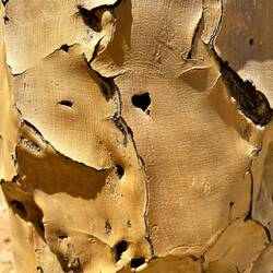 Rinde des Köcherbaumes