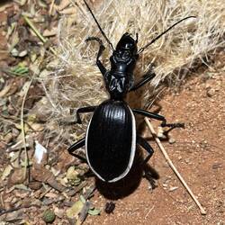 Laufkäfer ca. 7 cm lang