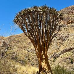 ...und ein älteres Exemplar