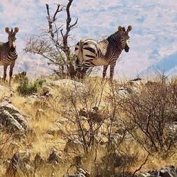Bergzebras, auch Hartmannzebras genannt
