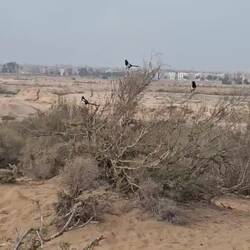 Drei Elstern unterhalten sich in einem Marrakeschen Busch