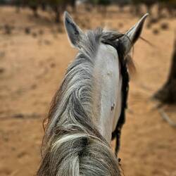 reiten hat auch etwas meditatives 😌