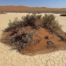 Überlebenskünstler