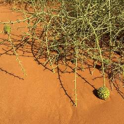 Narapflanze - Bitterkürbis