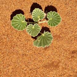 einige wenige Pflanzen und Tiere sind an das extreme Klima angepasst