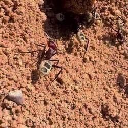 die Ameisen sind ein fleißiges Völkchen...