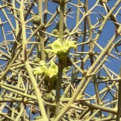 Blüte der Narapflanze