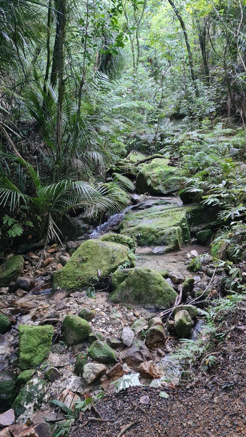 Weg durch den Busch auf den Parihaka