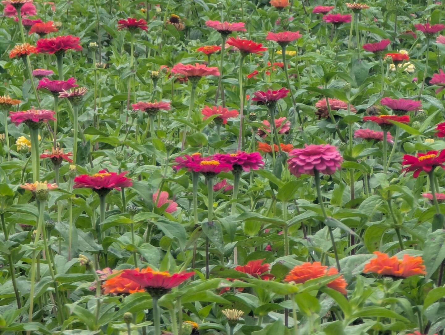 Flower Garden en route to Lake Yamanakako.