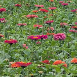 Flower Garden en route to Lake Yamanakako.
