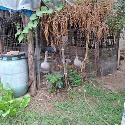 Die Gänse haben sich ordentlich aufgeregt... 😉