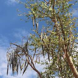 Früchte des Moringa