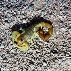 Bisher der erste Skorpion