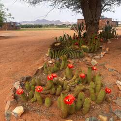 Was für Kakteenliebhaber