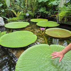 Seerosenblätter in großer Ausführung