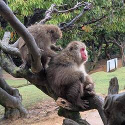 Macaques