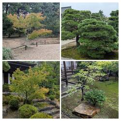 Every tree a work of art and nature