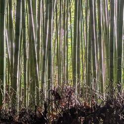 Bamboo path