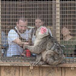 Feeding them peanuts through the bars