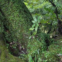 Mossy tree