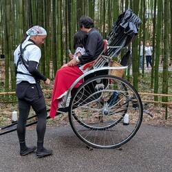 Rickshaw in bamboo path