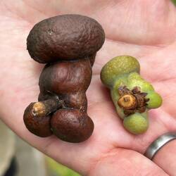 Obszöne Vegetation 😏