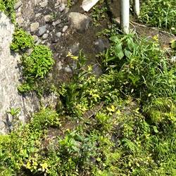 Suchbild Waran 🧐