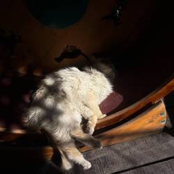 Das Katzencafé "El Mundo de Dalí"