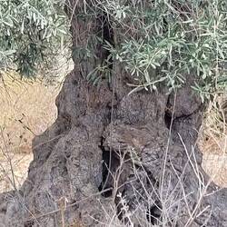 Ein ca. 2000 Jahre alter Oliverbaum