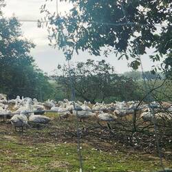Ducks galore
