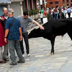 The proverbial sacred cow in real life. Okay to eat pigs and other animals, just not cows.