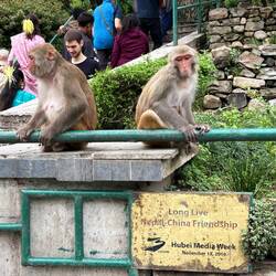 Greeters at the Monkey Temple