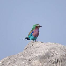 Lilac Breasted Roller. The spectacular bit is their metallic blue and black wings.