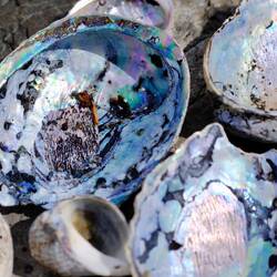 abalone - hier riesig, groß wie mein Handteller