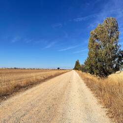 My view for most of the day. The Meseta seems to go on forever.