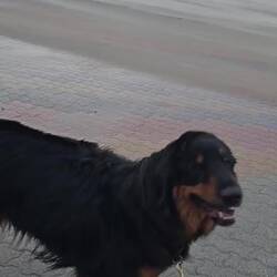 Mit Imko morgens am Strand