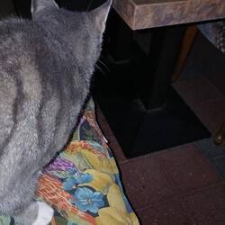 Später Besuch mit Zweitakter