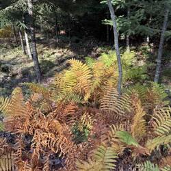 Not jus trees are changing color, sword ferns too.