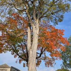 Some fall foliage near the gate of the fort wall