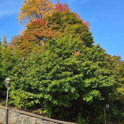 Fall foliage in Lower Town