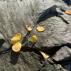 On the rock below the roadside rest area, fallen leaves land on the rocks.